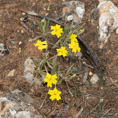 Goodenia willisiana