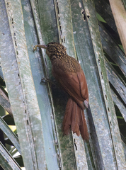 Xiphorhynchus flavigaster