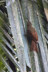 Xiphorhynchus flavigaster