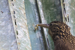 Xiphorhynchus flavigaster