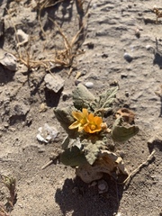 Sphaeralcea coulteri