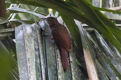 Xiphorhynchus flavigaster