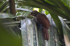 Xiphorhynchus flavigaster