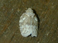 Flatoidinus punctatus