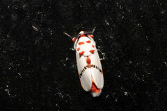 Trosia nigropunctigera