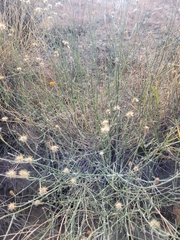 Bebbia juncea