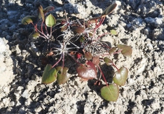 Eriogonum gypsophilum