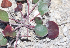 Eriogonum gypsophilum