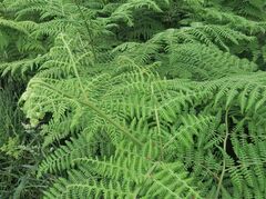 Hypolepis glandulifera