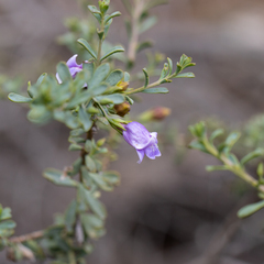 Eremophila weldii
