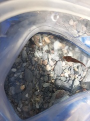 Lepadogaster lepadogaster