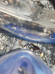 Lepadogaster lepadogaster