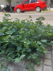 Modiolastrum malvifolium