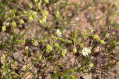 Spergularia diandra