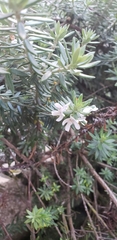 Magnoliopsida