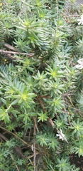 Magnoliopsida