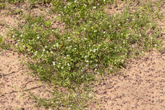 Spergularia diandra
