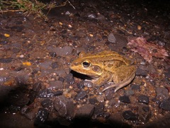 Ranoidea alboguttata