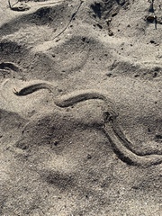Serpentes