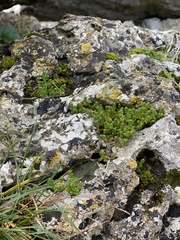 Sedum
