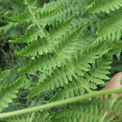Hypolepis glandulifera