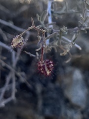 Krameria bicolor
