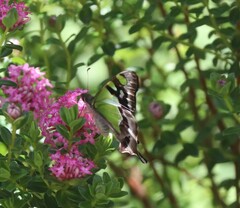 Graphium macleayanus