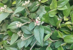 Cotoneaster franchetii