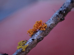 Xanthorioideae