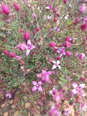 Boronia