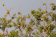 Treron phoenicopterus