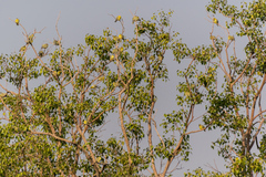 Treron phoenicopterus