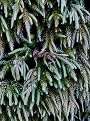 Plagiothecium undulatum