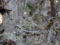 Usnea perplexans