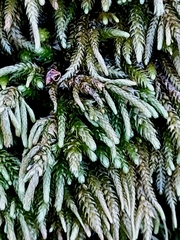 Plagiothecium undulatum