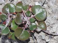 Eriogonum gypsophilum