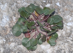 Eriogonum gypsophilum