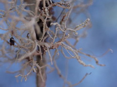 Usnea perplexans