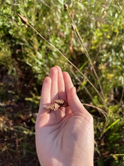 Xyris ambigua