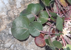 Eriogonum gypsophilum