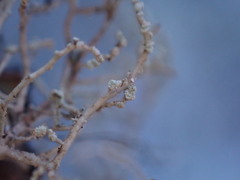 Usnea perplexans