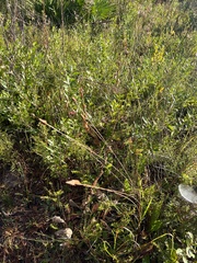 Xyris ambigua