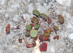 Eriogonum gypsophilum