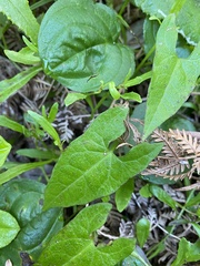 Calystegia marginata