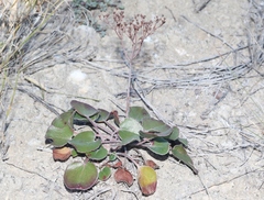 Eriogonum gypsophilum