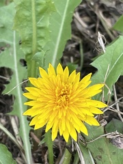 Taraxacum erythrospermum