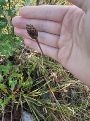 Xyris ambigua