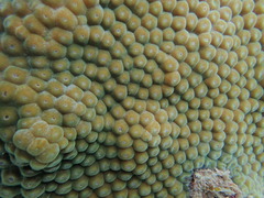 Montastraea cavernosa