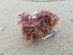 Rhodophyta