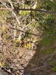 Lissolepis coventryi